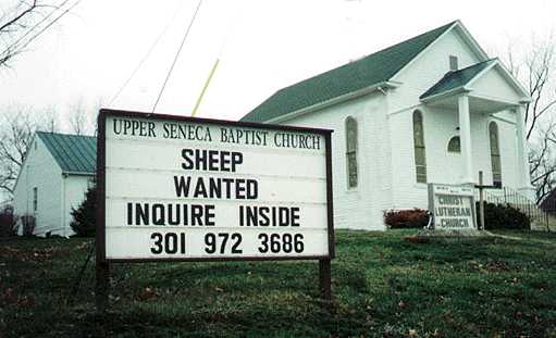 sheep%20wanted.jpg